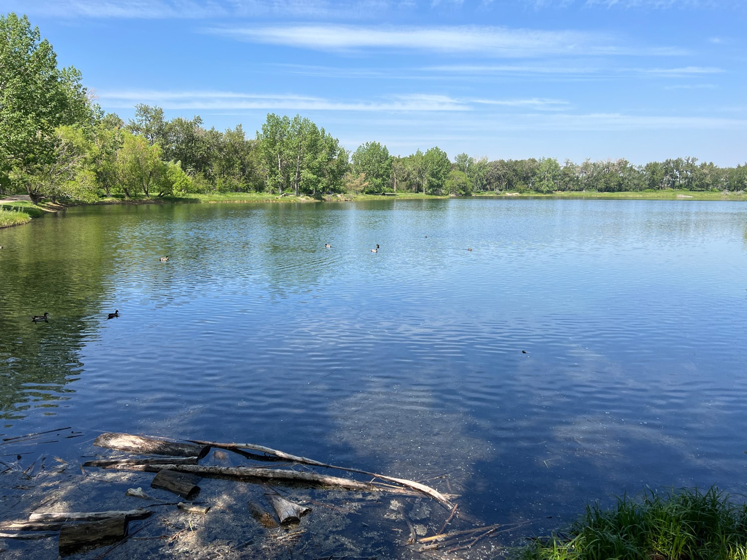 Carburn Park Pond Fishing Alberta Fishing Report